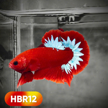 Hellboy Plakat Male Betta Fish | Order Directly From Farm | You Pick Fish