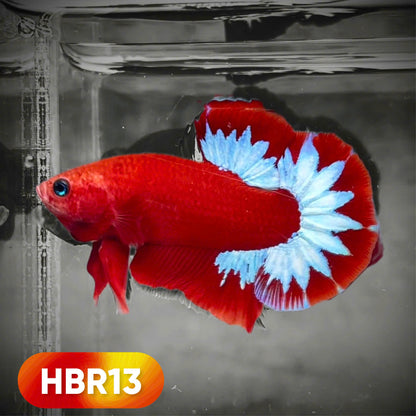Hellboy Plakat Male Betta Fish | Order Directly From Farm | You Pick Fish