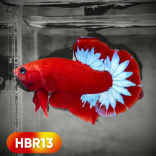 Hellboy Plakat Male Betta Fish | Order Directly From Farm | You Pick Fish