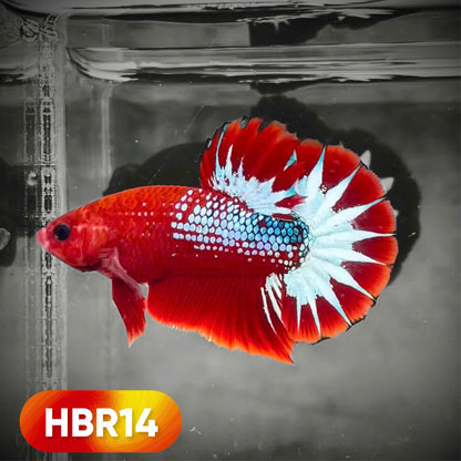 Hellboy Plakat Male Betta Fish | Order Directly From Farm | You Pick Fish