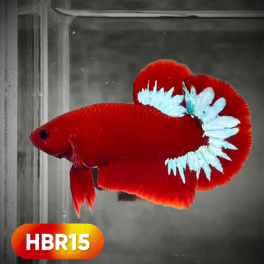 Hellboy Plakat Male Betta Fish | Order Directly From Farm | You Pick Fish