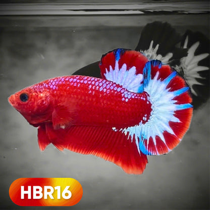 Hellboy Plakat Male Betta Fish | Order Directly From Farm | You Pick Fish
