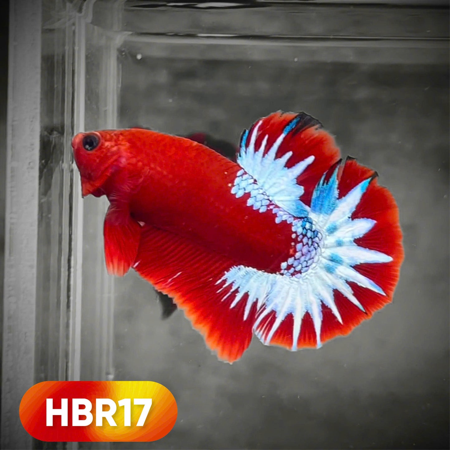 Hellboy Plakat Male Betta Fish | Order Directly From Farm | You Pick Fish