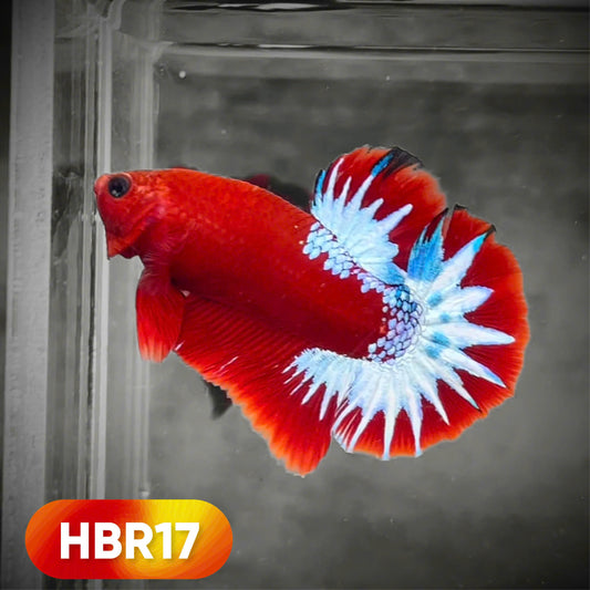 Hellboy Plakat Male Betta Fish | Order Directly From Farm | You Pick Fish