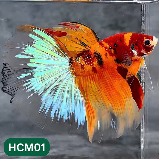 Multicolor Halfmoon Male Betta Fish