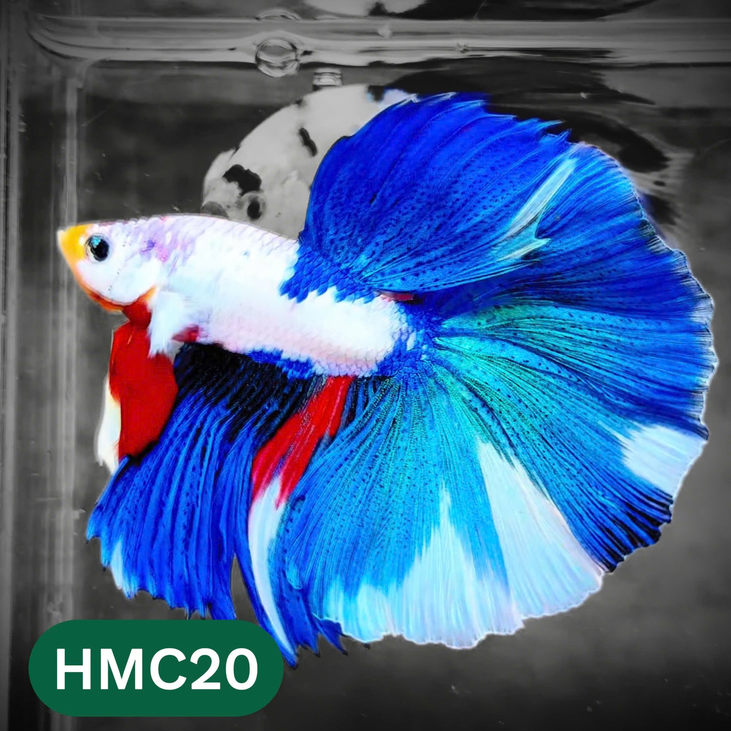 Multicolor Halfmoon Male Betta Fish | High Grade | Order Directly From Farm |  You Pick Fish |
