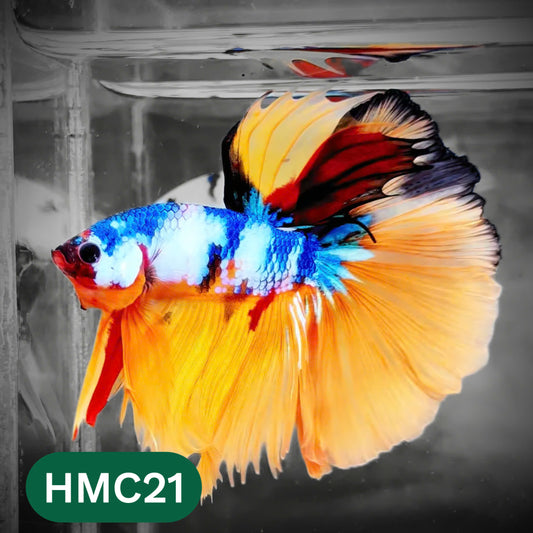 Multicolor Halfmoon Male Betta Fish | High Grade | Order Directly From Farm |  You Pick Fish |