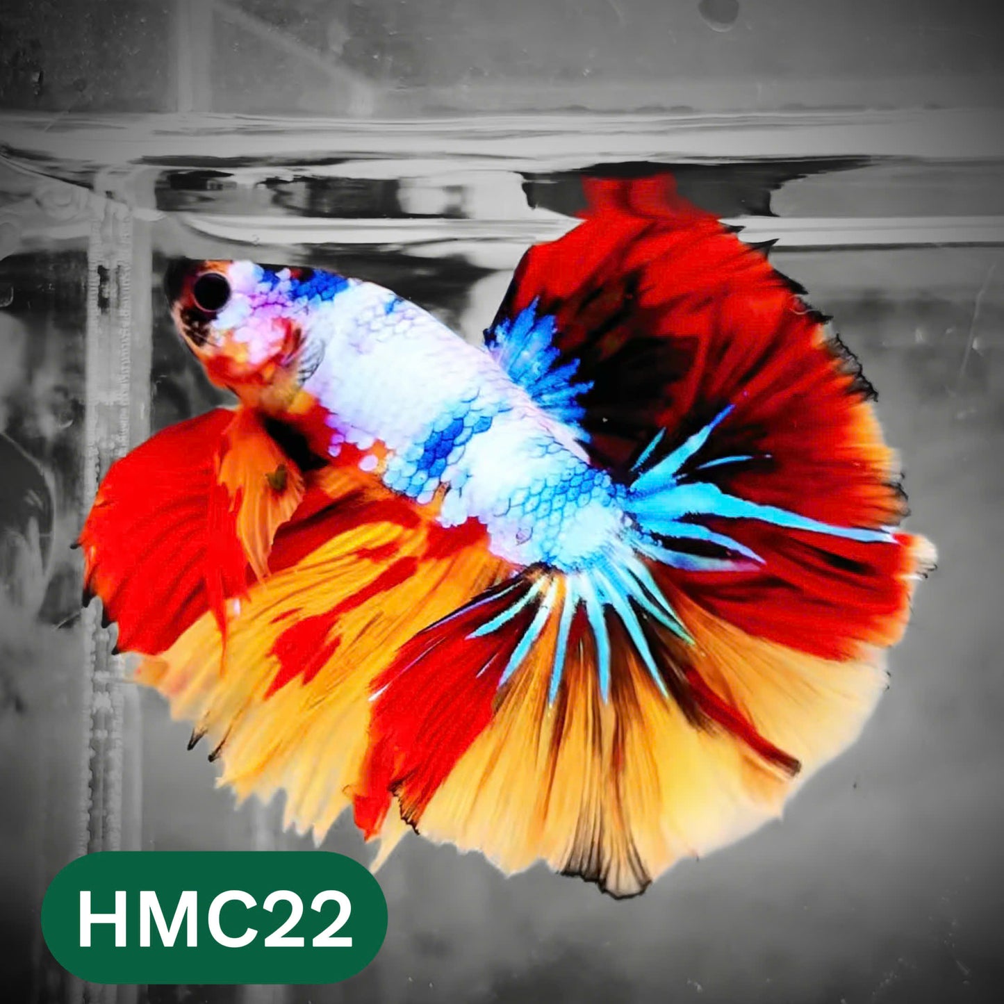 Multicolor Halfmoon Male Betta Fish | High Grade | Order Directly From Farm |  You Pick Fish |