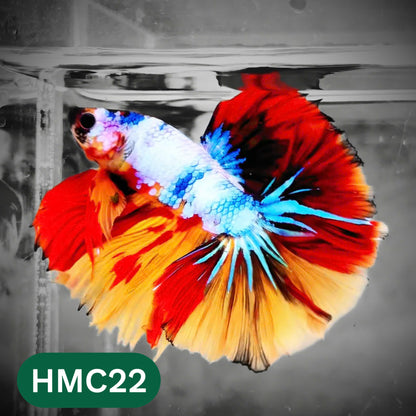 Multicolor Halfmoon Male Betta Fish | High Grade | Order Directly From Farm |  You Pick Fish |