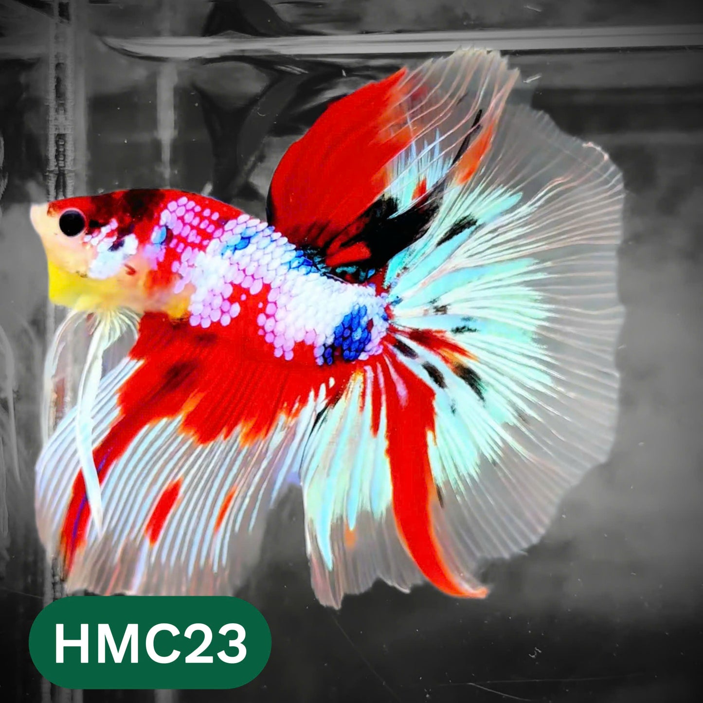Multicolor Halfmoon Male Betta Fish | High Grade | Order Directly From Farm |  You Pick Fish |