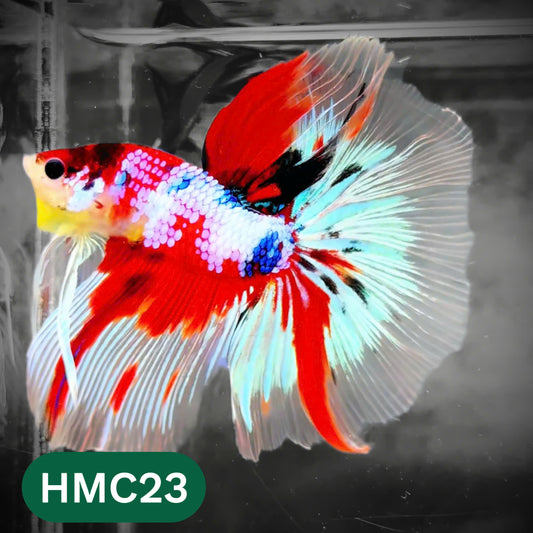 Multicolor Halfmoon Male Betta Fish | High Grade | Order Directly From Farm |  You Pick Fish |