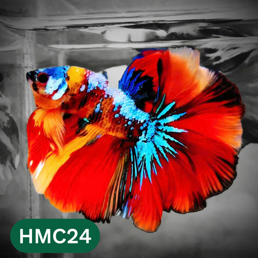 Multicolor Halfmoon Male Betta Fish | High Grade | Order Directly From Farm |  You Pick Fish |