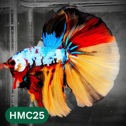 Multicolor Halfmoon Male Betta Fish | High Grade | Order Directly From Farm |  You Pick Fish |