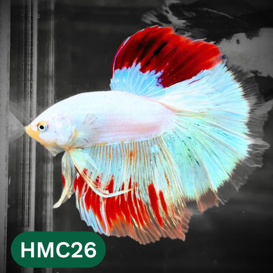 Multicolor Halfmoon Male Betta Fish | High Grade | Order Directly From Farm |  You Pick Fish |
