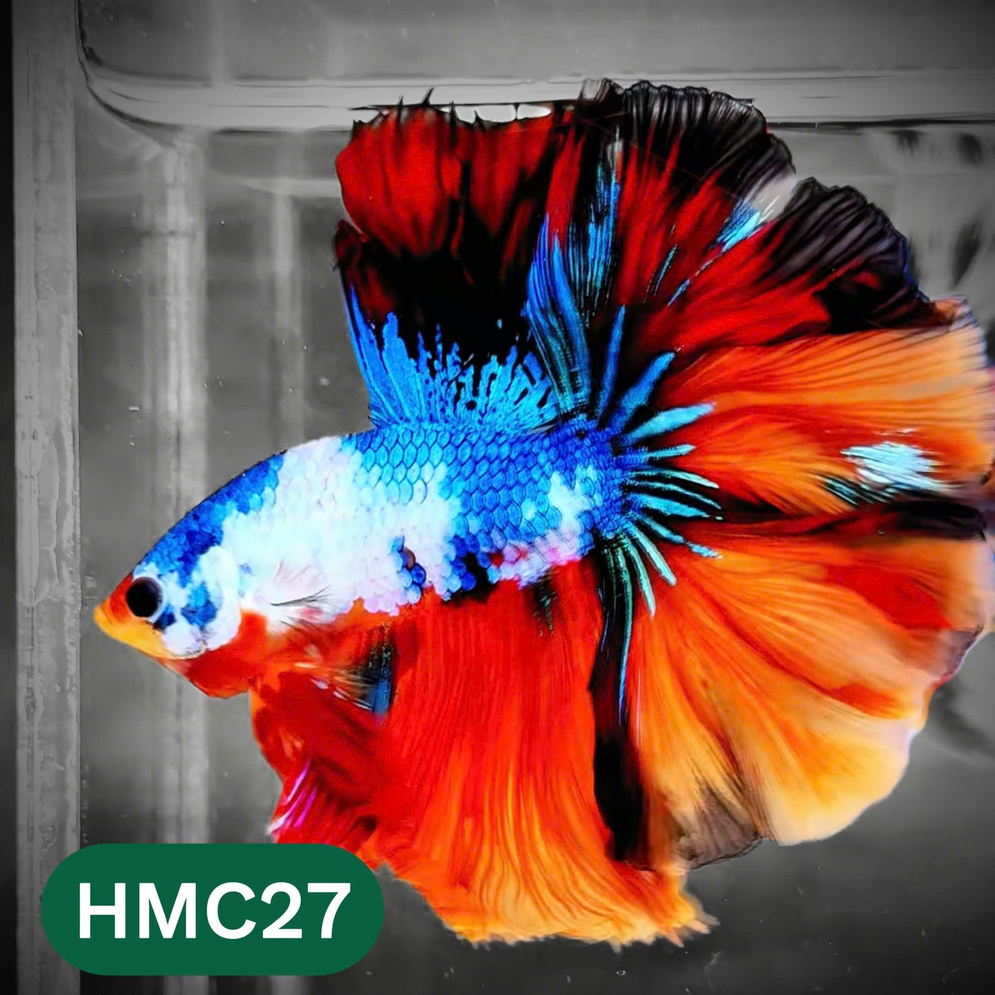 Multicolor Halfmoon Male Betta Fish | High Grade | Order Directly From Farm |  You Pick Fish |