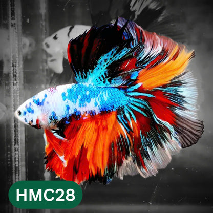 Multicolor Halfmoon Male Betta Fish | High Grade | Order Directly From Farm |  You Pick Fish |