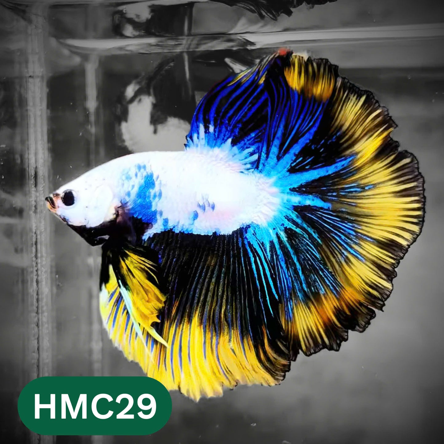 Multicolor Halfmoon Male Betta Fish | High Grade | Order Directly From Farm |  You Pick Fish |