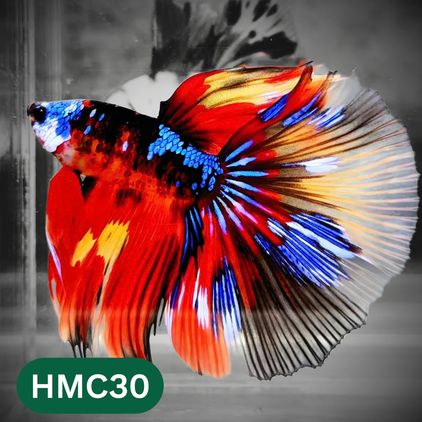Multicolor Halfmoon Male Betta Fish | High Grade | Order Directly From Farm |  You Pick Fish |