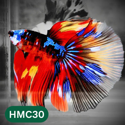 Multicolor Halfmoon Male Betta Fish | High Grade | Order Directly From Farm |  You Pick Fish |