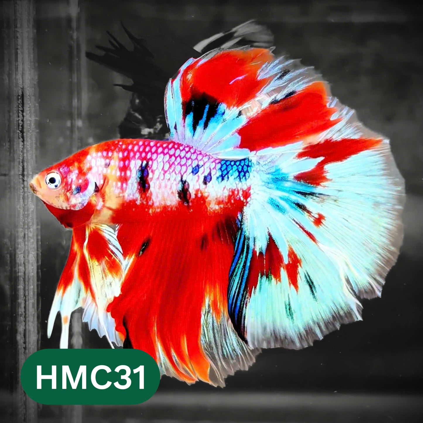Multicolor Halfmoon Male Betta Fish | High Grade | Order Directly From Farm |  You Pick Fish |