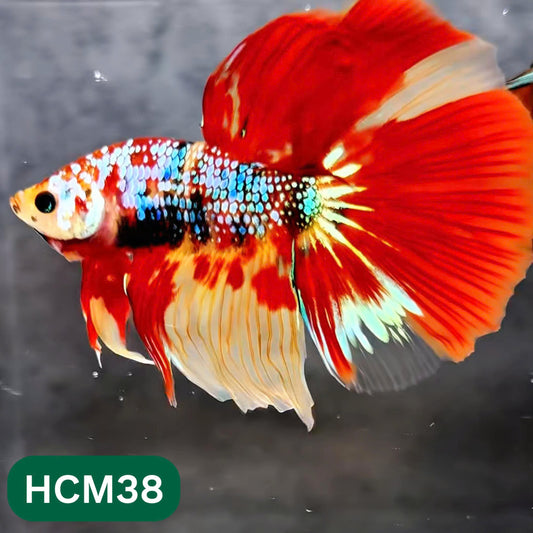 Multicolor Halfmoon Male Betta Fish | High Grade | Order Directly From Farm |  You Pick Fish |