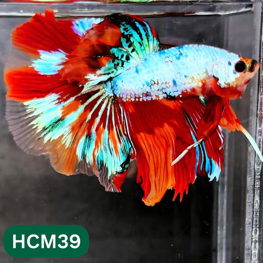 Multicolor Halfmoon Male Betta Fish | High Grade | Order Directly From Farm |  You Pick Fish |