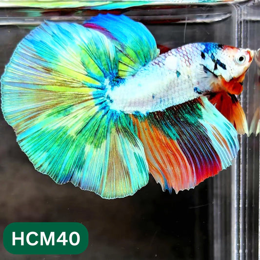 Multicolor Halfmoon Male Betta Fish | High Grade | Order Directly From Farm |  You Pick Fish |