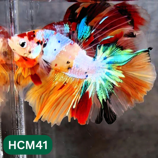 Multicolor Halfmoon Male Betta Fish | High Grade | Order Directly From Farm |  You Pick Fish |
