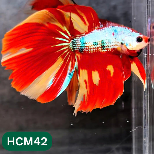 Multicolor Halfmoon Male Betta Fish | High Grade | Order Directly From Farm |  You Pick Fish |