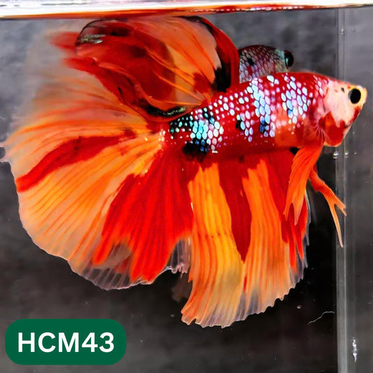Multicolor Halfmoon Male Betta Fish | High Grade | Order Directly From Farm |  You Pick Fish |