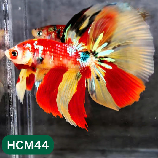 Multicolor Halfmoon Male Betta Fish | High Grade | Order Directly From Farm |  You Pick Fish |