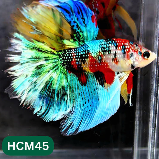 Multicolor Halfmoon Male Betta Fish | High Grade | Order Directly From Farm |  You Pick Fish |