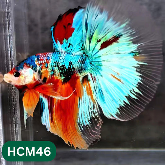 Multicolor Halfmoon Male Betta Fish | High Grade | Order Directly From Farm |  You Pick Fish |
