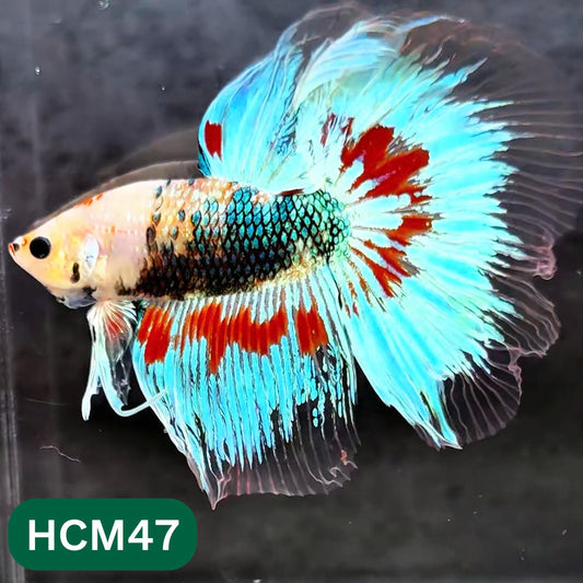 Multicolor Halfmoon Male Betta Fish | High Grade | Order Directly From Farm |  You Pick Fish |