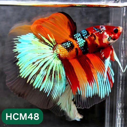 Multicolor Halfmoon Male Betta Fish | High Grade | Order Directly From Farm |  You Pick Fish |