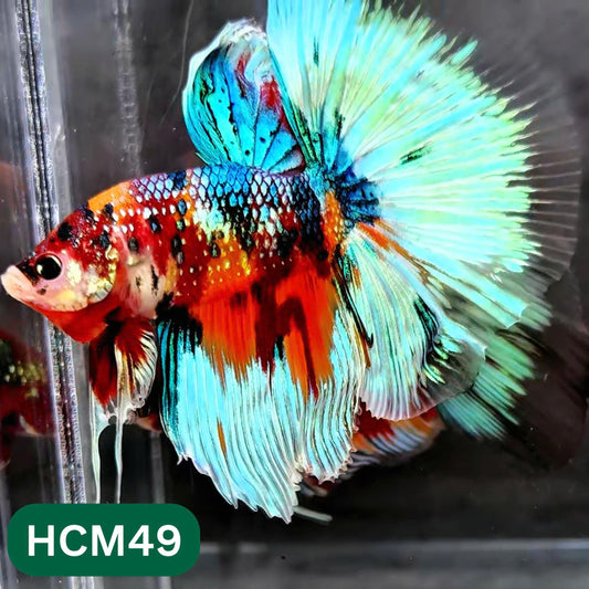 Multicolor Halfmoon Male Betta Fish | High Grade | Order Directly From Farm |  You Pick Fish |