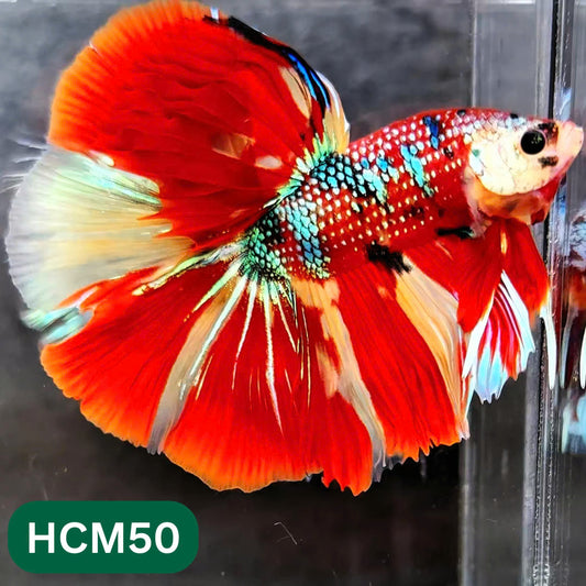 Multicolor Halfmoon Male Betta Fish | High Grade | Order Directly From Farm |  You Pick Fish |
