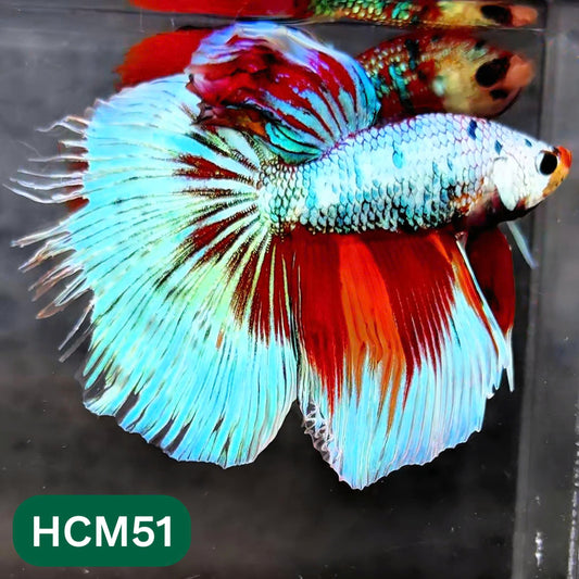 Multicolor Halfmoon Male Betta Fish | High Grade | Order Directly From Farm |  You Pick Fish |
