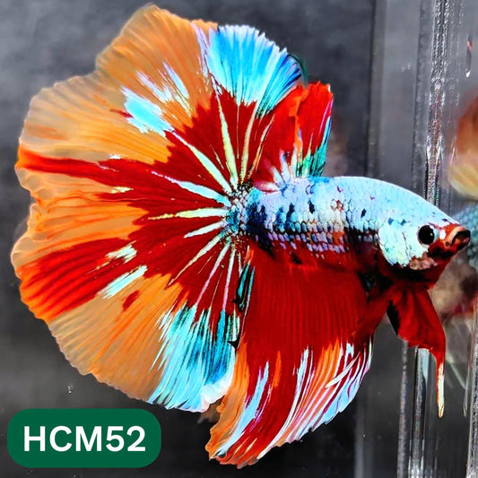 Multicolor Halfmoon Male Betta Fish | High Grade | Order Directly From Farm |  You Pick Fish |