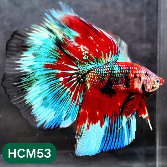 Multicolor Halfmoon Male Betta Fish | High Grade | Order Directly From Farm |  You Pick Fish |
