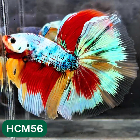 Multicolor Halfmoon Male Betta Fish | High Grade | Order Directly From Farm |  You Pick Fish |