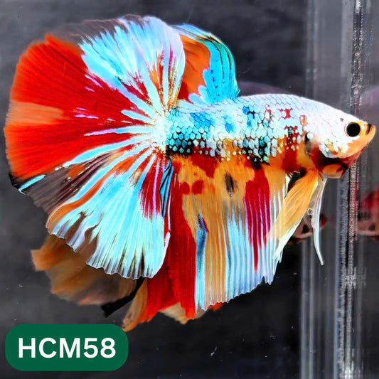 Multicolor Halfmoon Male Betta Fish | High Grade | Order Directly From Farm |  You Pick Fish |