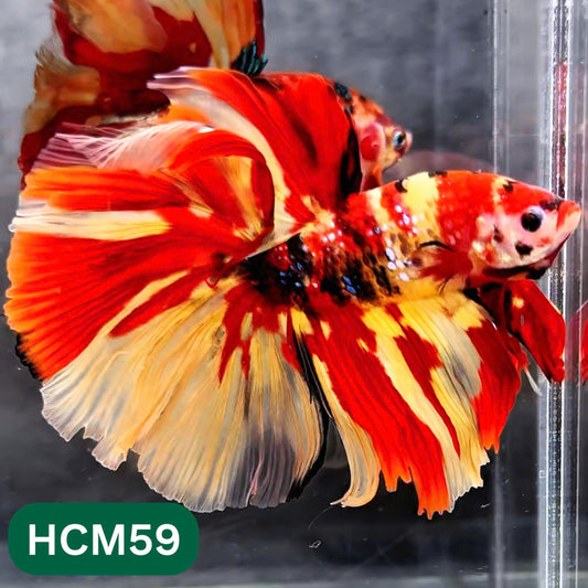 Multicolor Halfmoon Male Betta Fish | High Grade | Order Directly From Farm |  You Pick Fish |