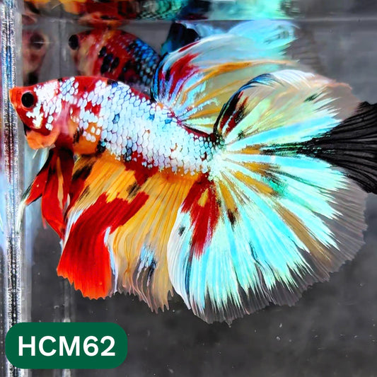 Multicolor Halfmoon Male Betta Fish | High Grade | Order Directly From Farm |  You Pick Fish |
