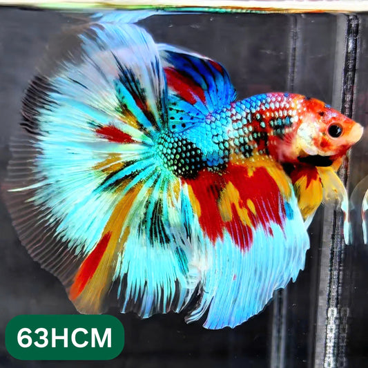Multicolor Halfmoon Male Betta Fish | High Grade | Order Directly From Farm |  You Pick Fish |