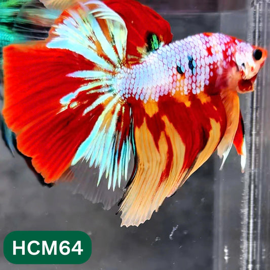 Multicolor Halfmoon Male Betta Fish | High Grade | Order Directly From Farm |  You Pick Fish |