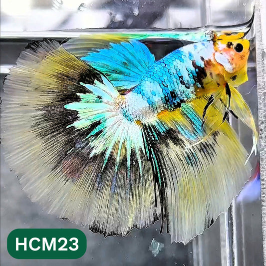 Multicolor Halfmoon Male Betta Fish | High Grade | Order Directly From Farm |  You Pick Fish |
