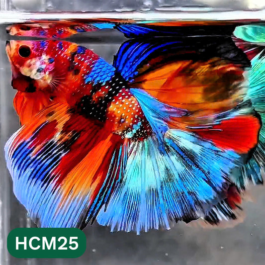 Multicolor Halfmoon Male Betta Fish | High Grade | Order Directly From Farm |  You Pick Fish |