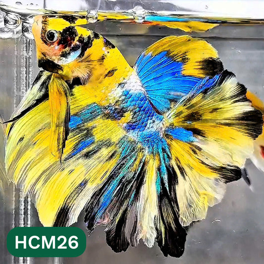 Multicolor Halfmoon Male Betta Fish | High Grade | Order Directly From Farm |  You Pick Fish |