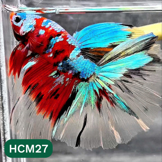 Multicolor Halfmoon Male Betta Fish | High Grade | Order Directly From Farm |  You Pick Fish |